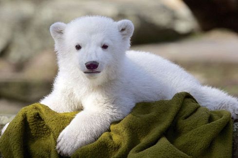 Knut the Polar Bear